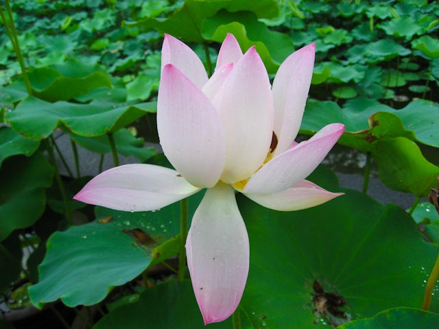 Lotus blossom