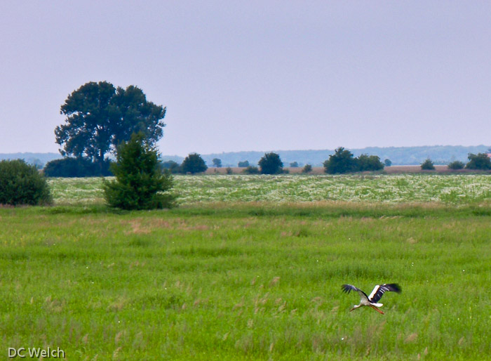 Near the Danube