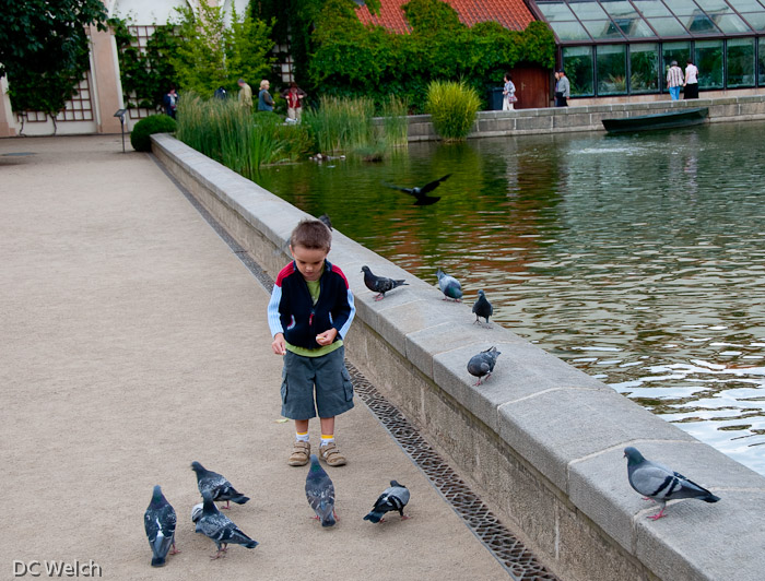 Feeding Pigeons